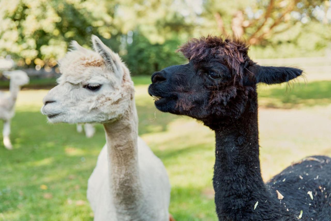 Horsley Hale Farm Glamping Hotel Ely Luaran gambar