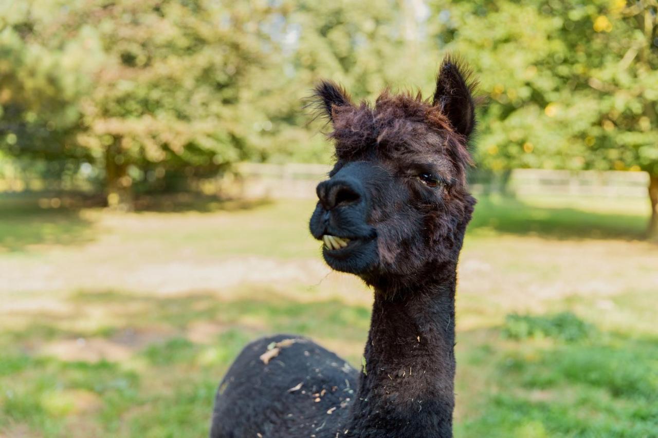 Horsley Hale Farm Glamping Hotel Ely Luaran gambar