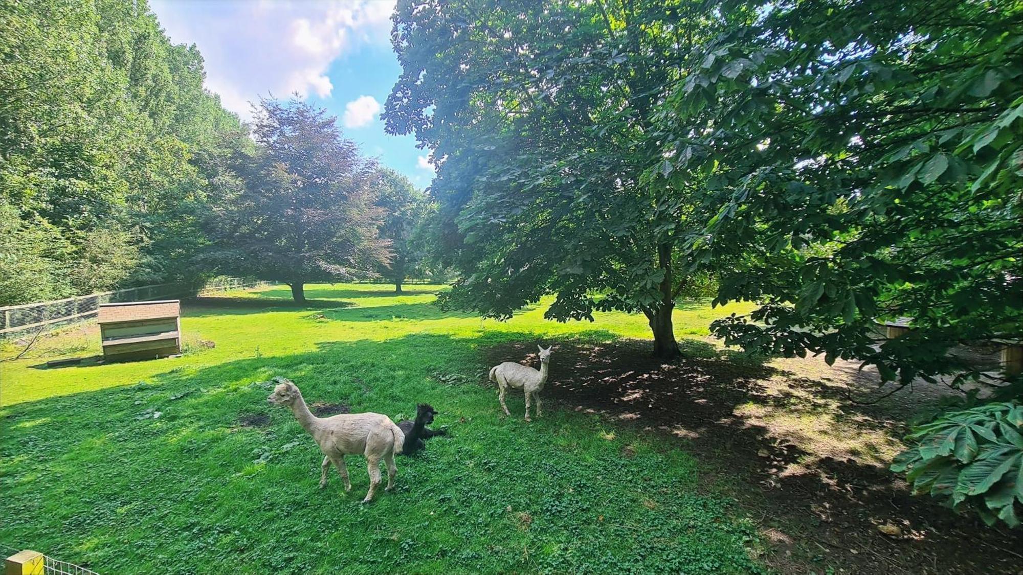 Horsley Hale Farm Glamping Hotel Ely Bilik gambar